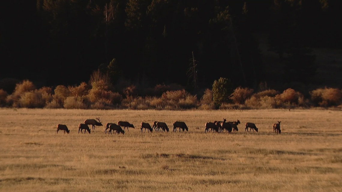 RMNP beginning closures for elk rut season [Video]