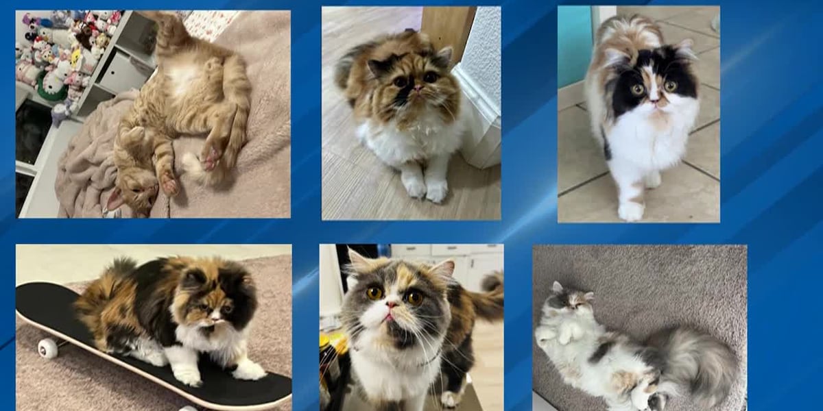 Family loses 6 cats in house fire after Tesla ignites in the garage [Video]