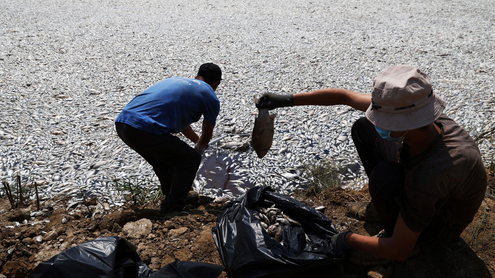 Over 100 tons of dead fish collect at Greek port Volos after climate-related mass die-off [Video]