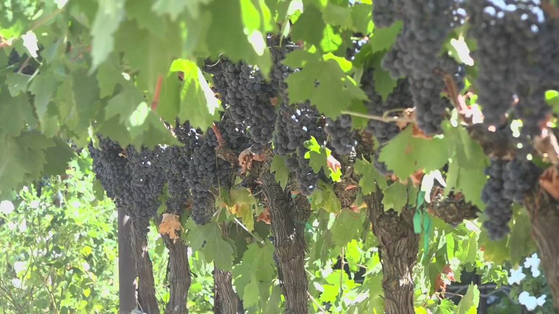 San Joaquin County grape growers face challenges amid harvest [Video]