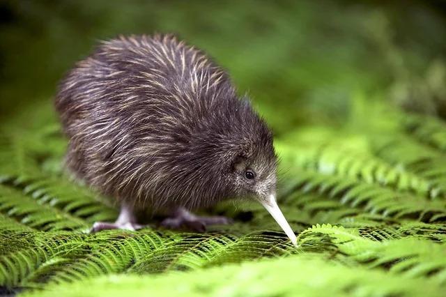 Study reveals New Zealand’s true ancient species, kiwi birds not on list [Video]