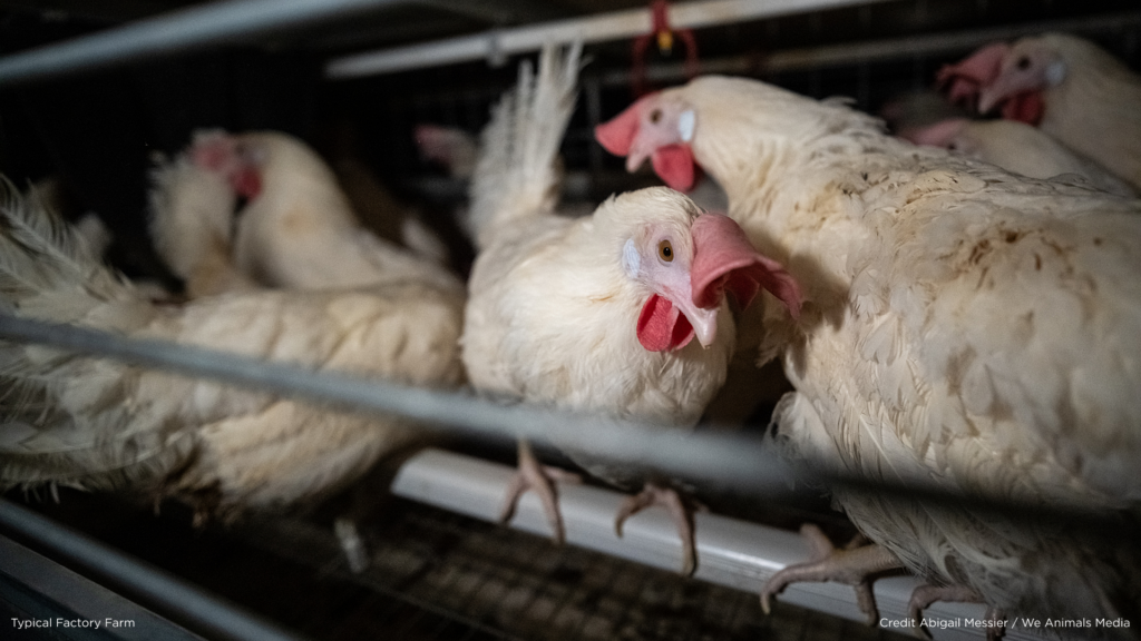 Burger Kings Parent Company Shares Roadmap for Going 100% Cage-Free [Video]