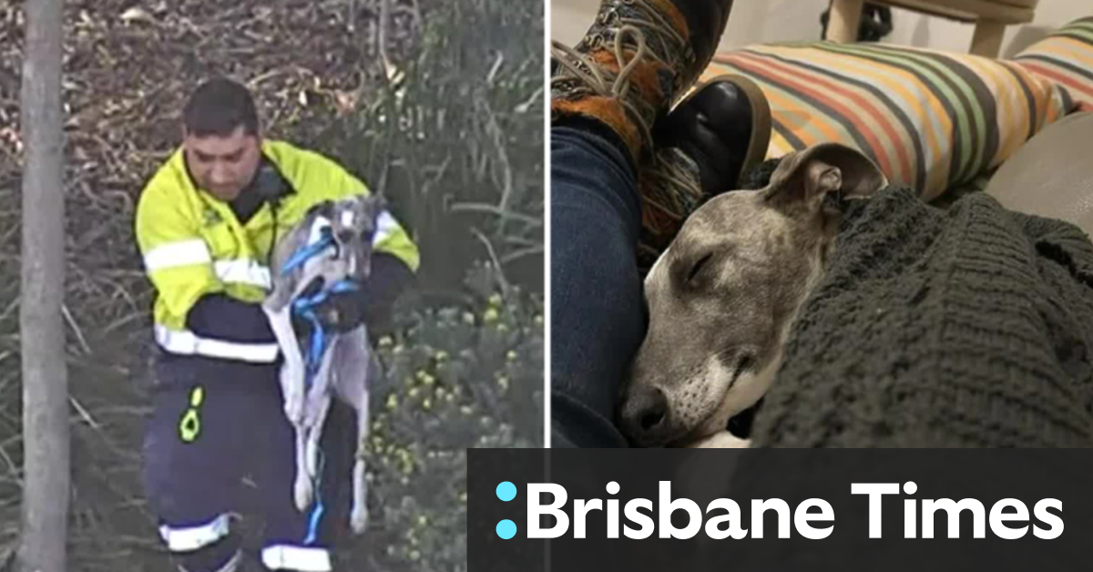 Dog safely rescued from busy tunnel [Video]