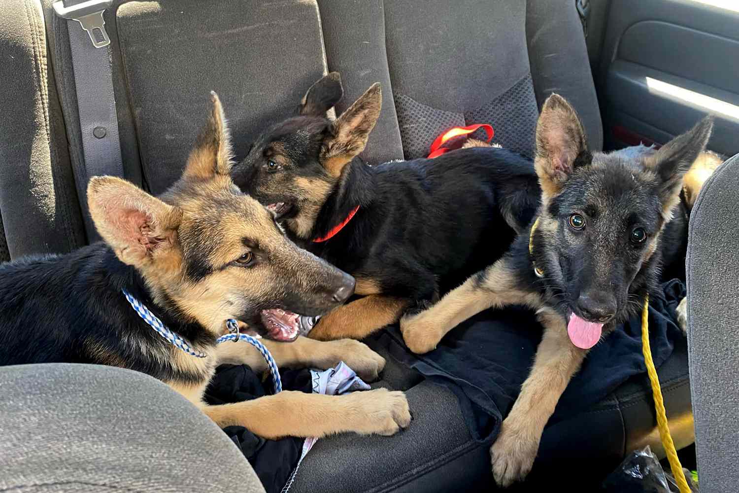 3 German Shepherd Puppies Found Abandoned in California Dumpster [Video]