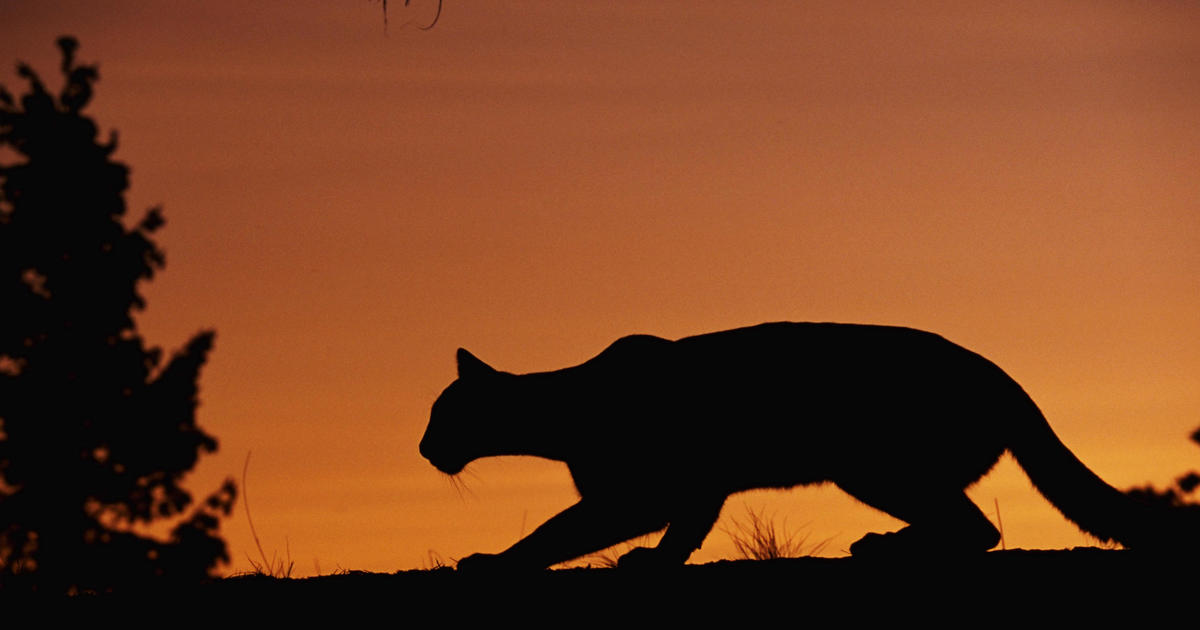 Mountain lion euthanized following Malibu attack on 5-year-old at family picnic [Video]