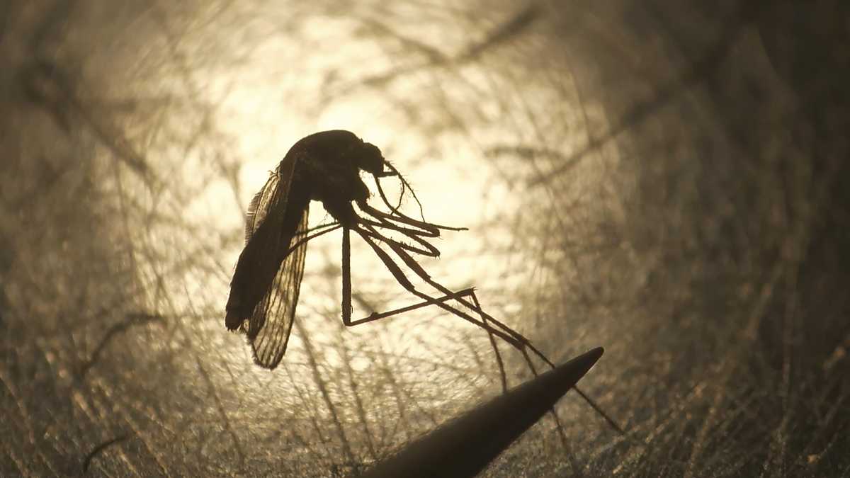 New cases of EEE, West Nile reported in Mass.; Risk levels raised [Video]