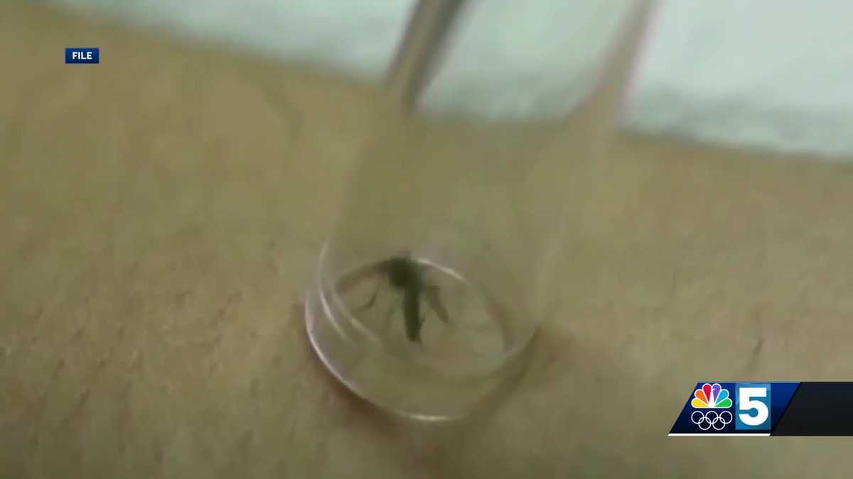 New York State urges horse owners to vaccinate horses against mosquito-borne illnesses [Video]