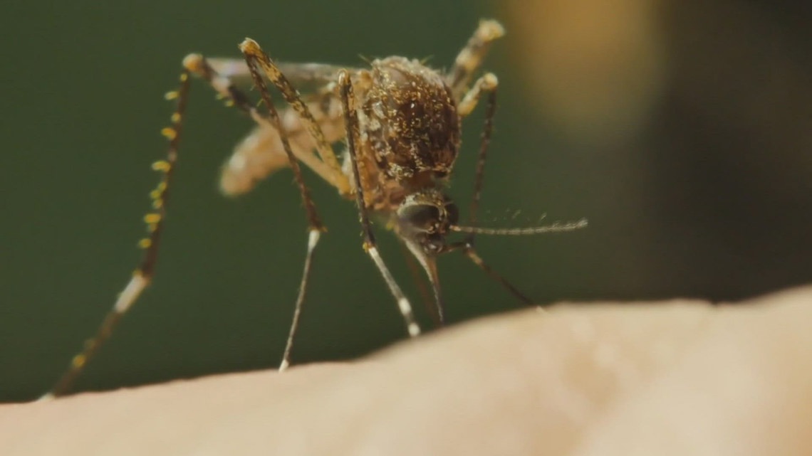 Some Maricopa County mosquitoes resistant to insecticide [Video]