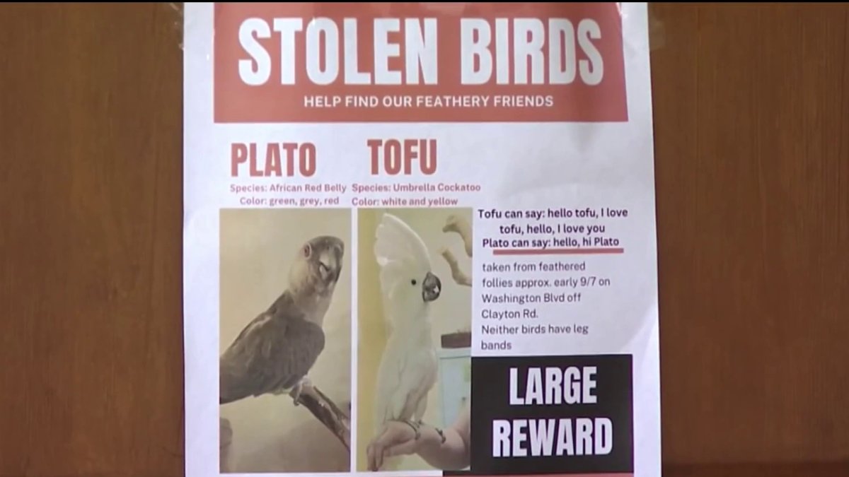 Rare birds stolen from Feathered Follies store in Concord  NBC Bay Area [Video]