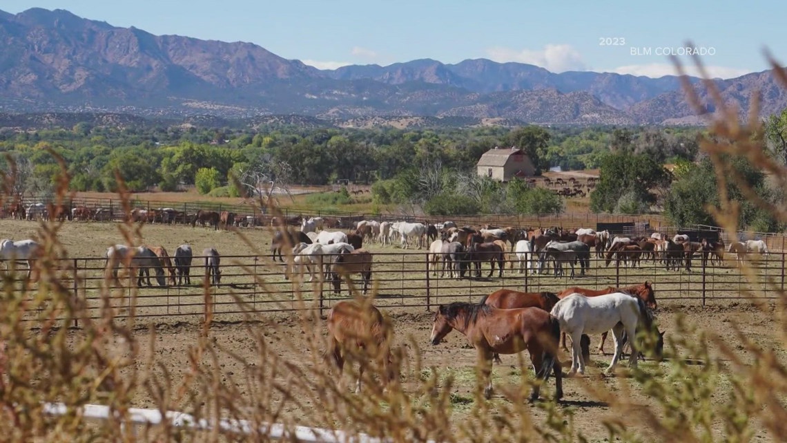 Wild horse roundup on Western Slope will start Wednesday [Video]