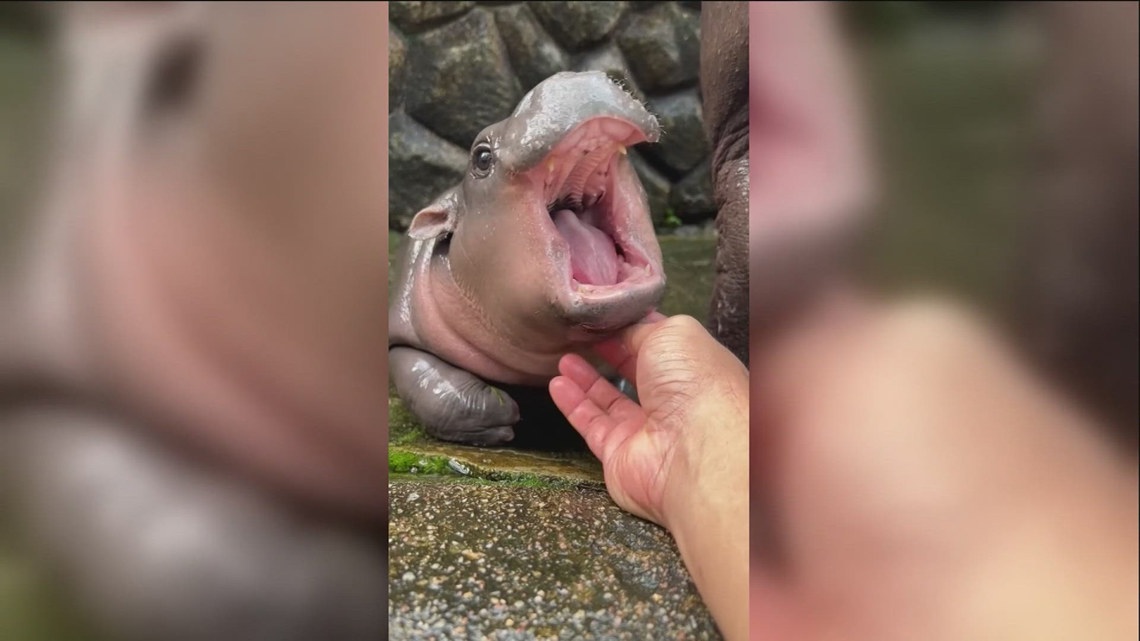 Meet the 2-month-old pygmy hippo ‘Moo Deng’ melting hearts around the world [Video]