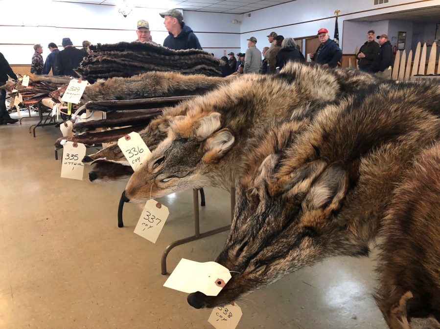 Proposed fur ban will appear on Denvers November ballot [Video]