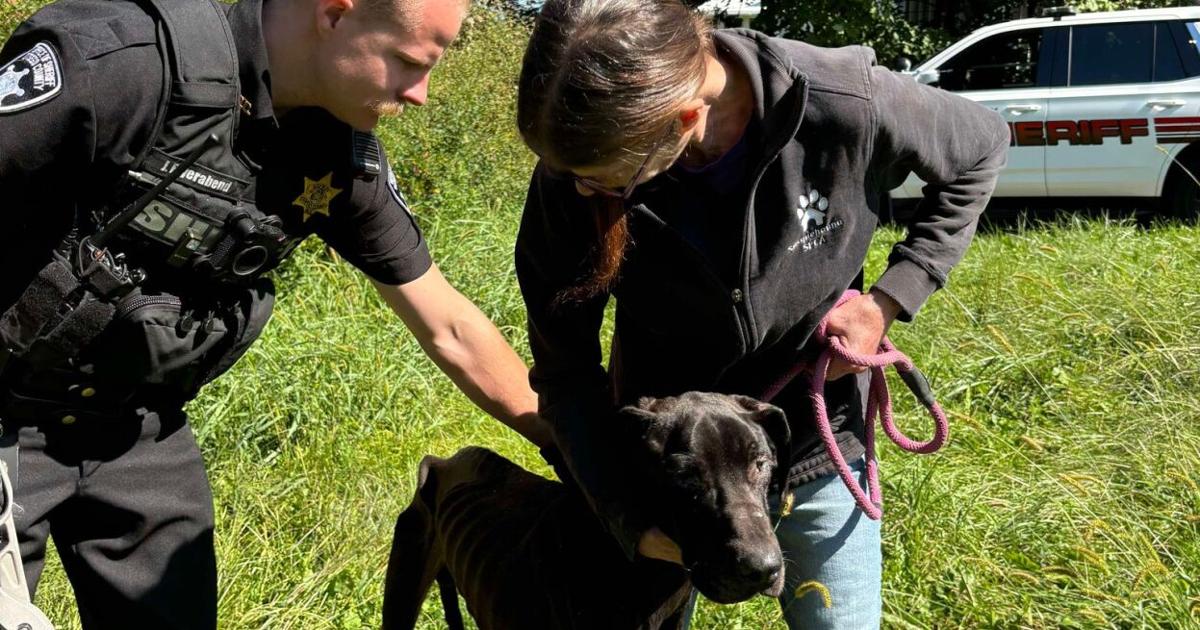 Milford Animal Rescue Update: Dog Needs Surgery After Starting to Eat Again | Crime [Video]