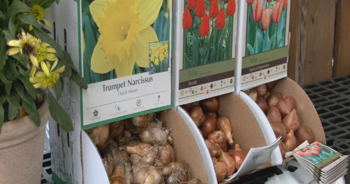 Start getting your bulbs ready now to enjoy spring blooms | Morning [Video]