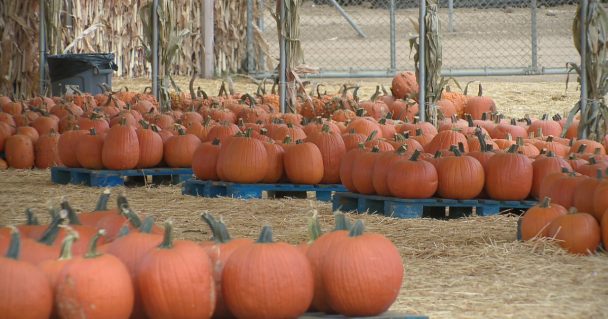 Carlsbad Strawberry Company opens pumpkin patch for fall fun [Video]