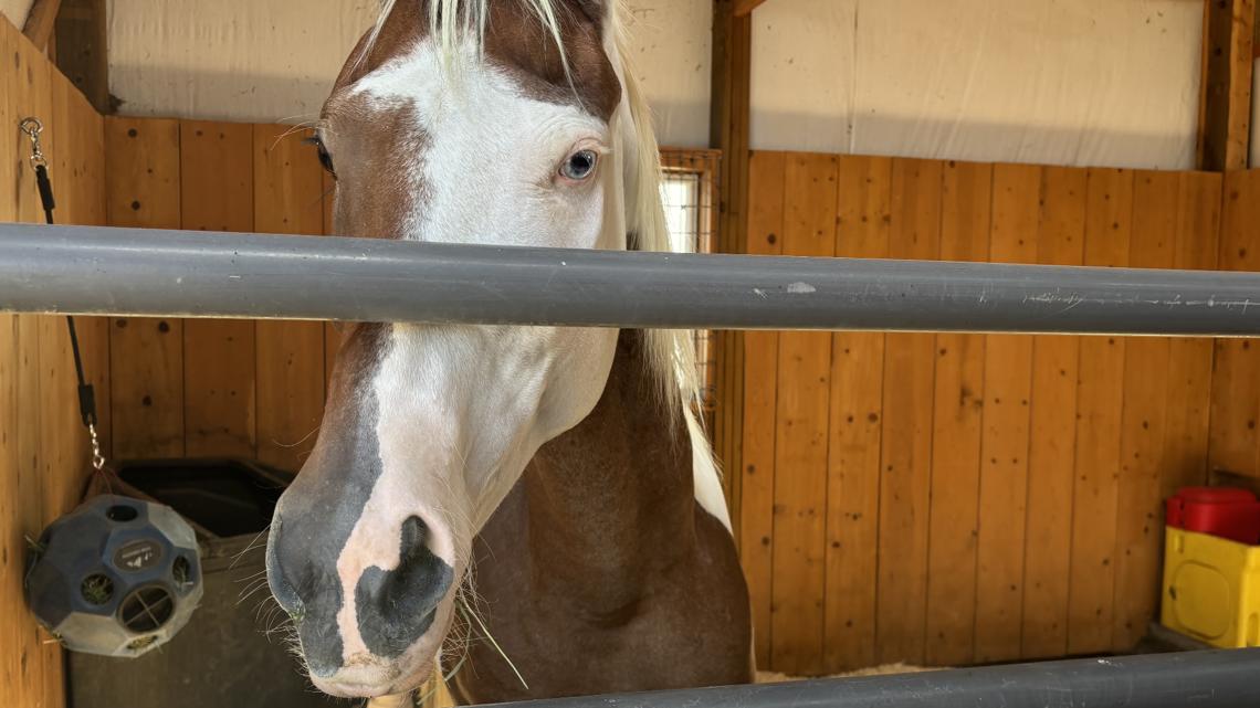 Horse injured in Alexander Mountain Fire released from hospital [Video]