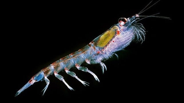 Antarctic Krill Store an Astonishing Amount of CO2 in the Deep Ocean [Video]