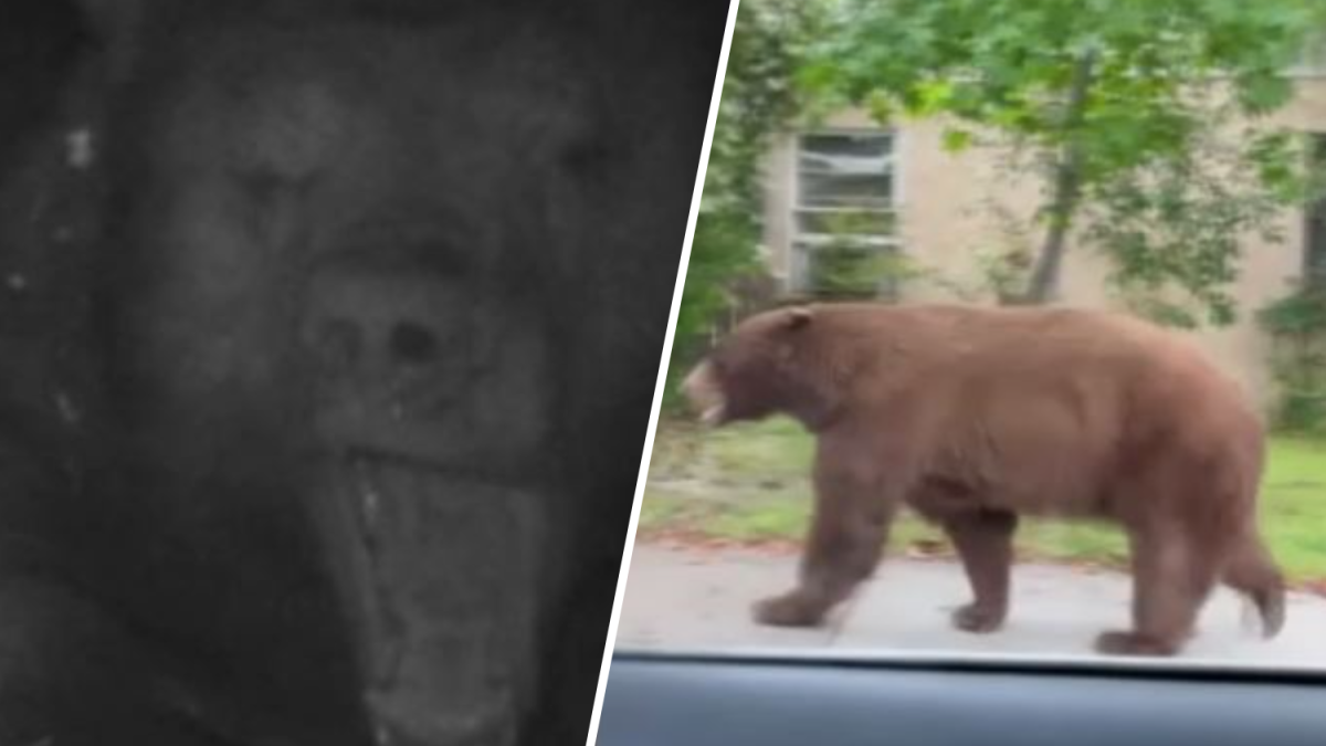 Bear hides out under couples Sierra Madre house  NBC 7 San Diego [Video]