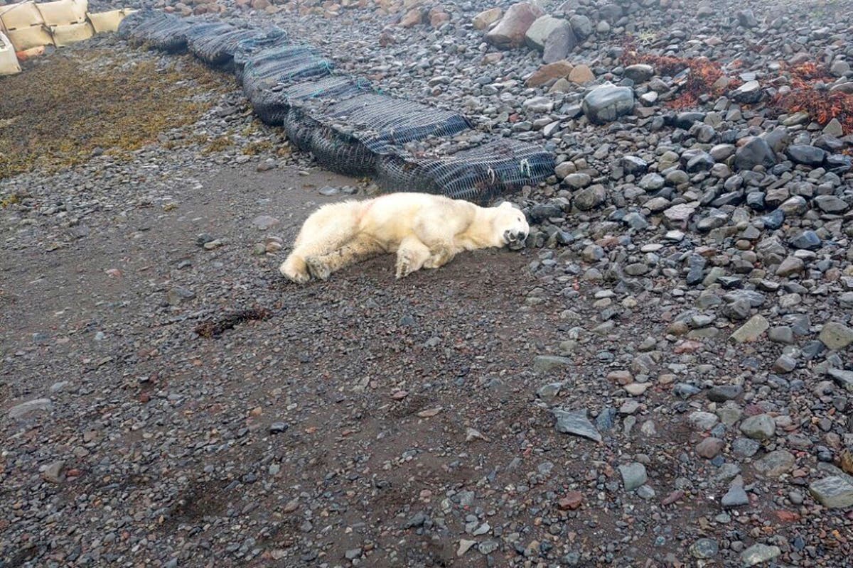 Rare polar bear shows up on the shores of Iceland  police shoot it [Video]