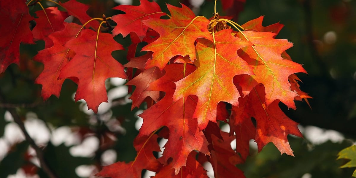 Fall colors starting to change in parts of Minnesota [Video]