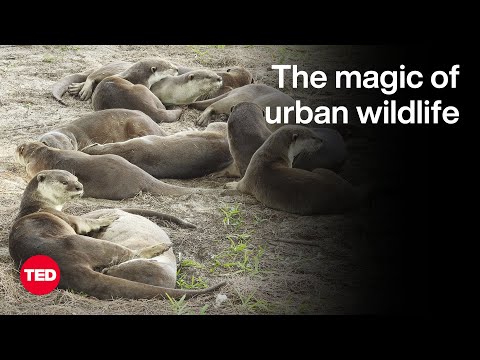 The Otters of Singapore — and Other Unexpected Wildlife Thriving in Cities | Philip Johns | TED [Video]