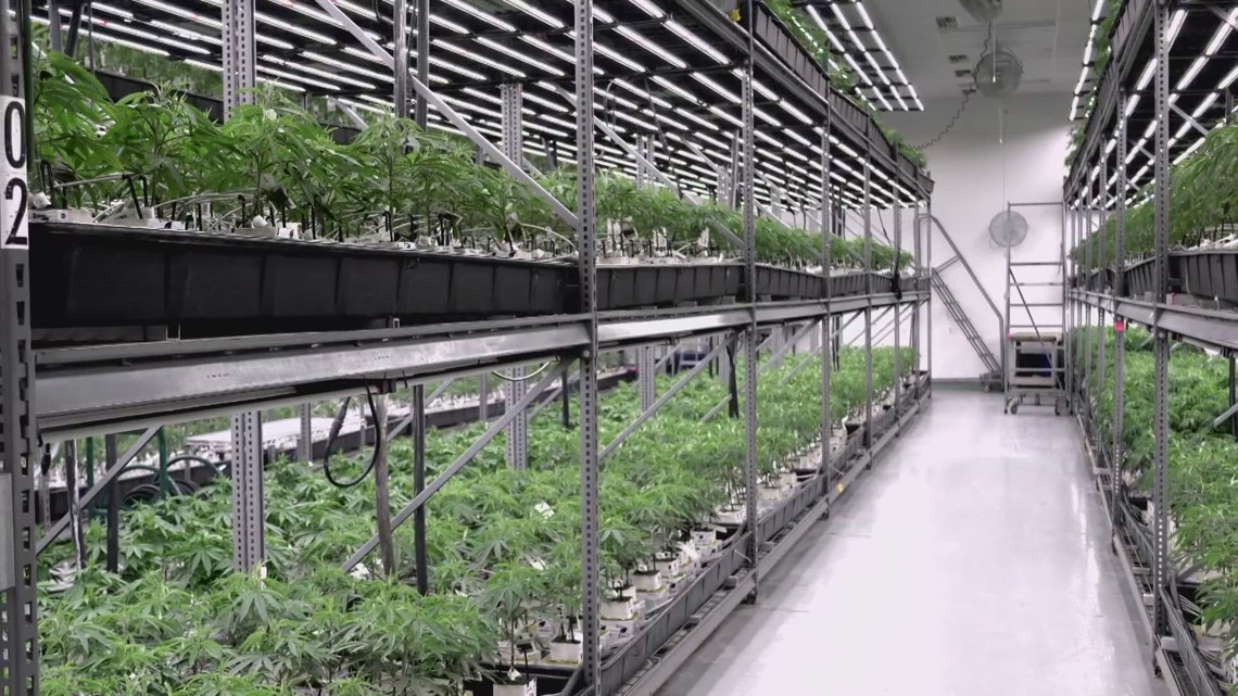 Kentucky awards the first business license for its startup medical cannabis program [Video]