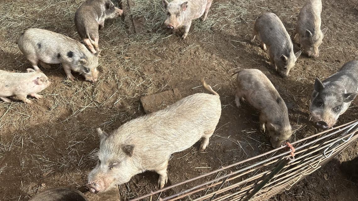 20 mini pigs rescued from backyard in Gresham [Video]