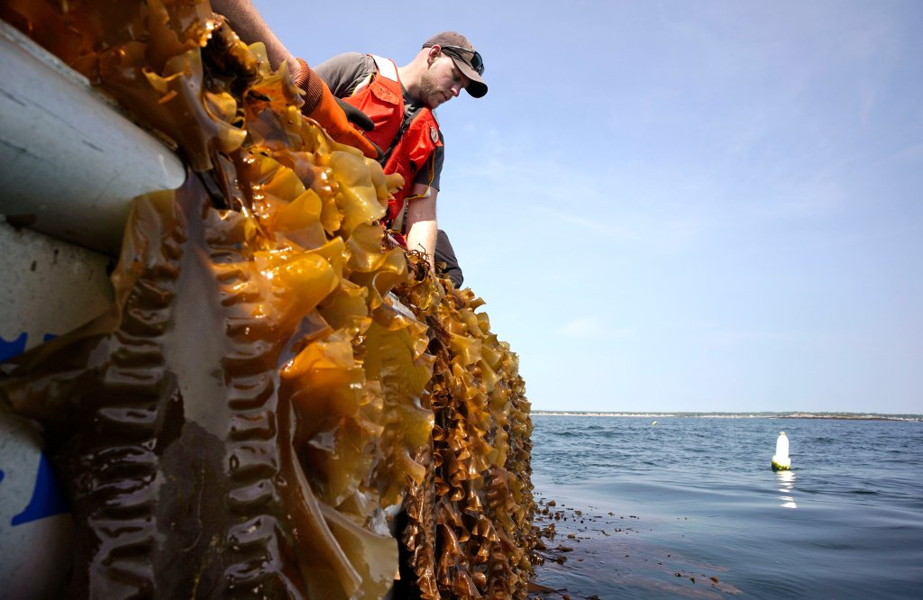 A cottage business becomes a college business after seaweed snack company donated to UNE [Video]