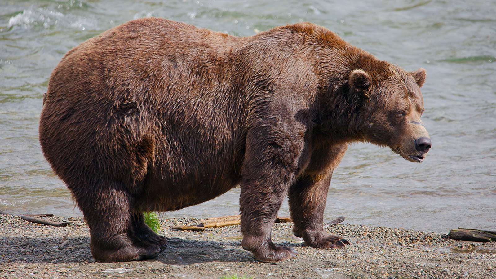 Fat Bear Week: Online voting in Alaska’s beloved contest starts after female bear killed in attack [Video]