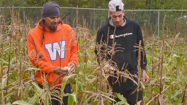 Community garden in Poplar River First Nation sows seeds for more sustainable future [Video]