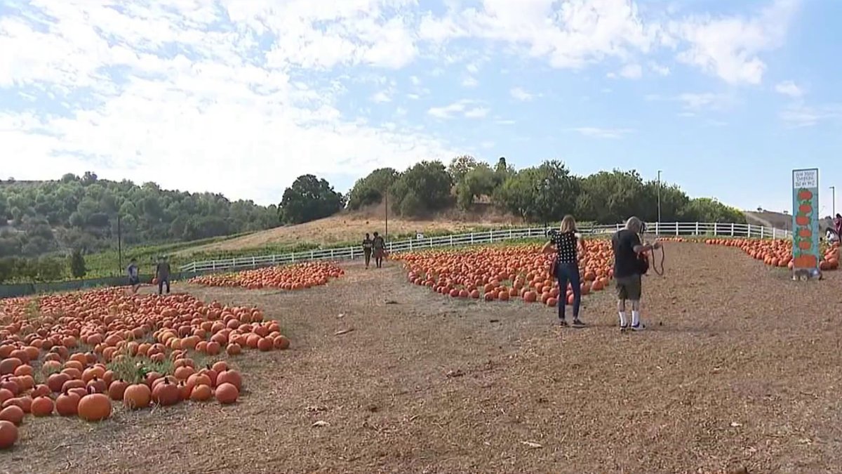 Heat wont squash fun at Cal Poly Pomona pumpkin patch  NBC Los Angeles [Video]