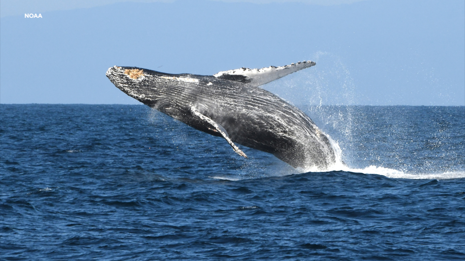 Climate Ready: Stanford study suggests consumer demand of krill puts pressure on recovering whale population [Video]