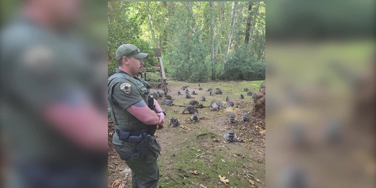 Woman calls authorities after finding more than 100 raccoons outside her home [Video]