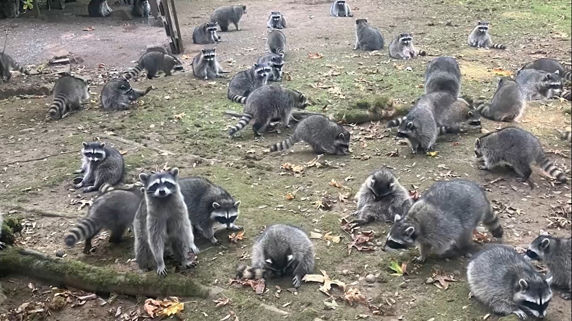 Poulsbo woman calls authorities after finding over 100 raccoons outside her home demanding food [Video]