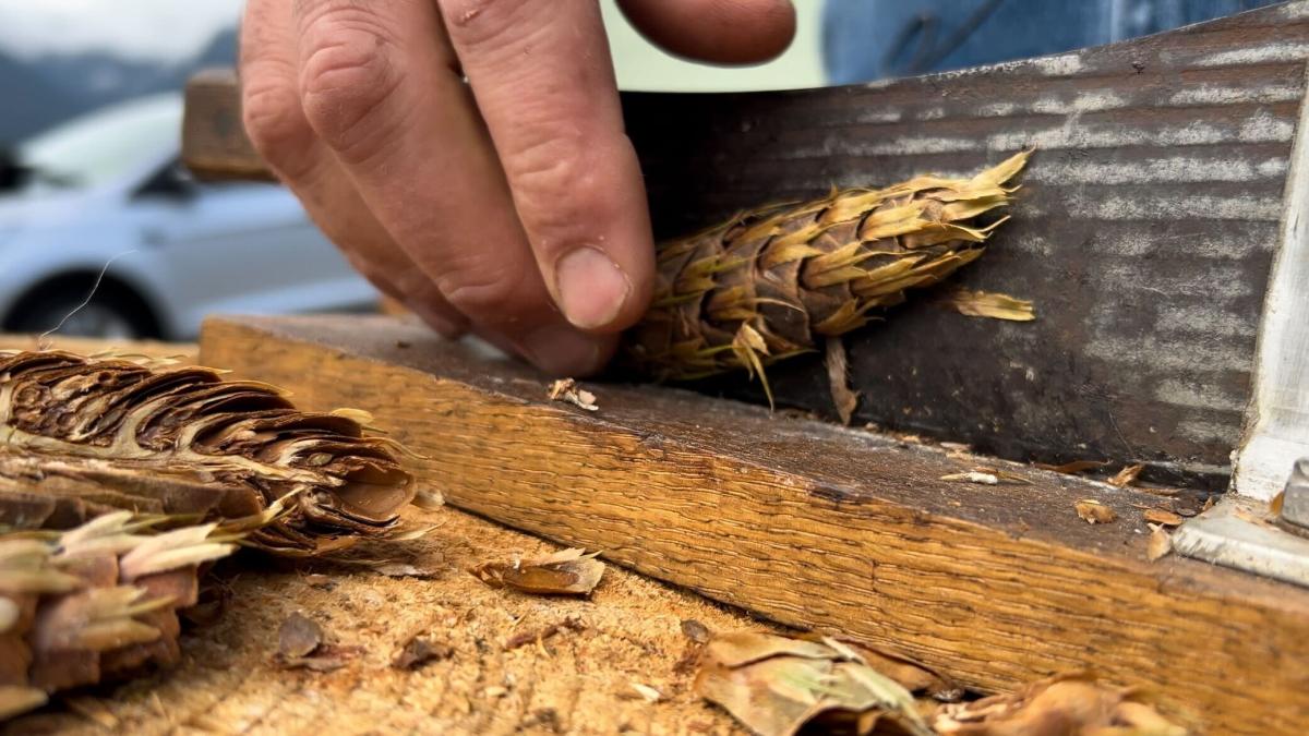 WA businesses turn to pine cone collectors to regrow burned forests [Video]