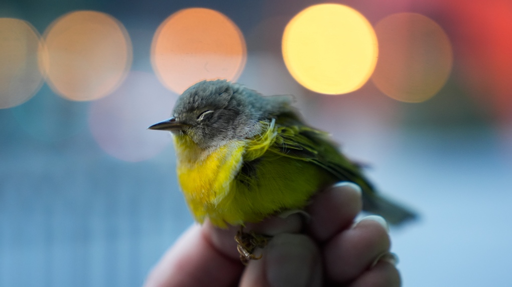 Bird migration: Chicago high-rises pose deadly risk [Video]