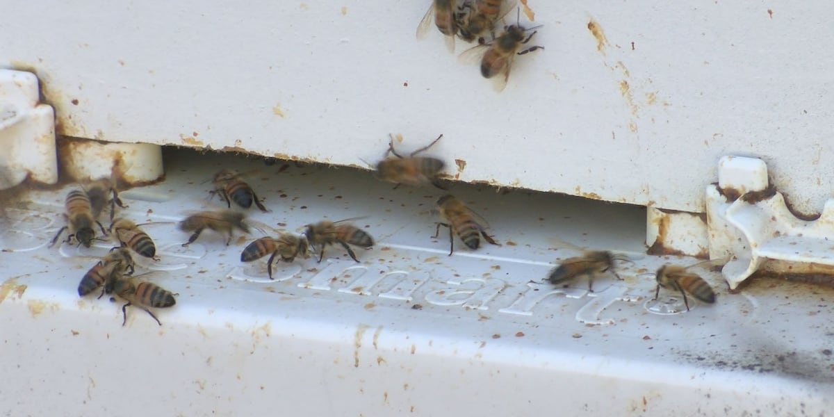 Im a little outraged: Beekeepers react to aerial mosquito spraying in Brunswick County [Video]