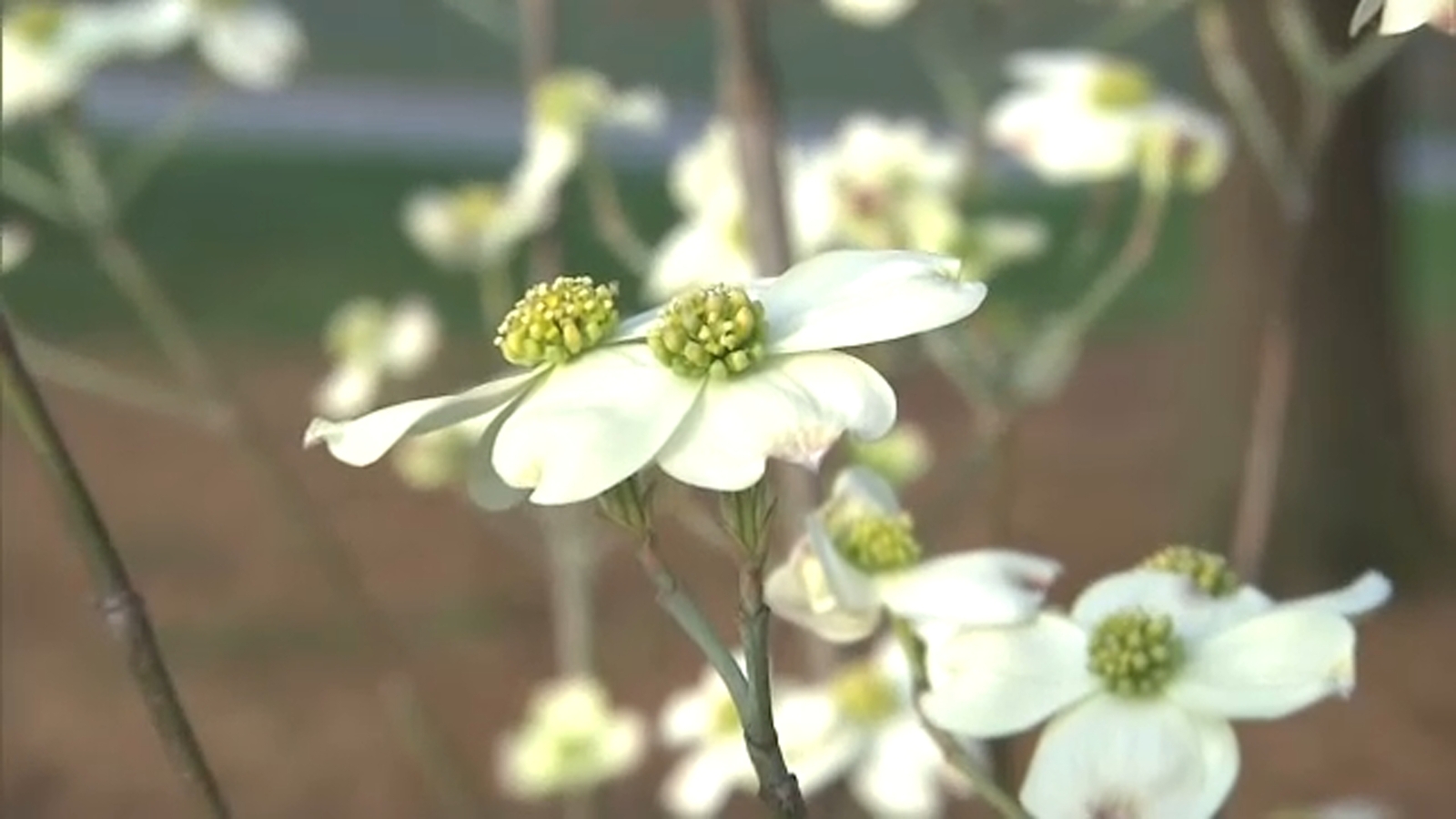 Why pollen season is starting earlier and how it could affect allergies [Video]