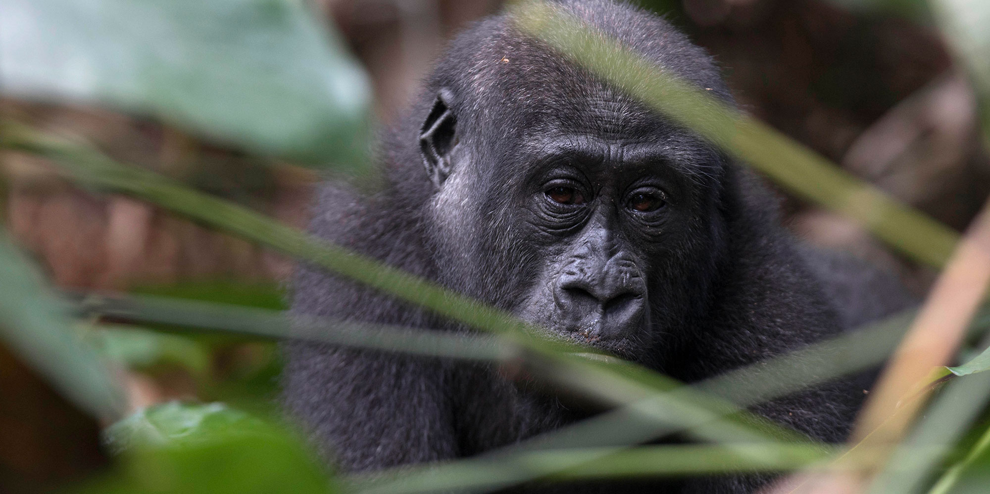 Germany finances protected areas | Legacy Landscapes Fund [Video]