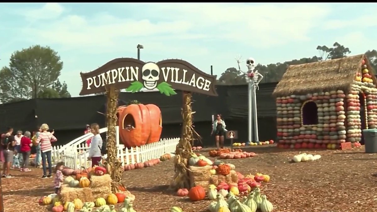 Celebrating 37 years of LAs beloved Mr. Bones Pumpkin Patch  NBC Bay Area [Video]