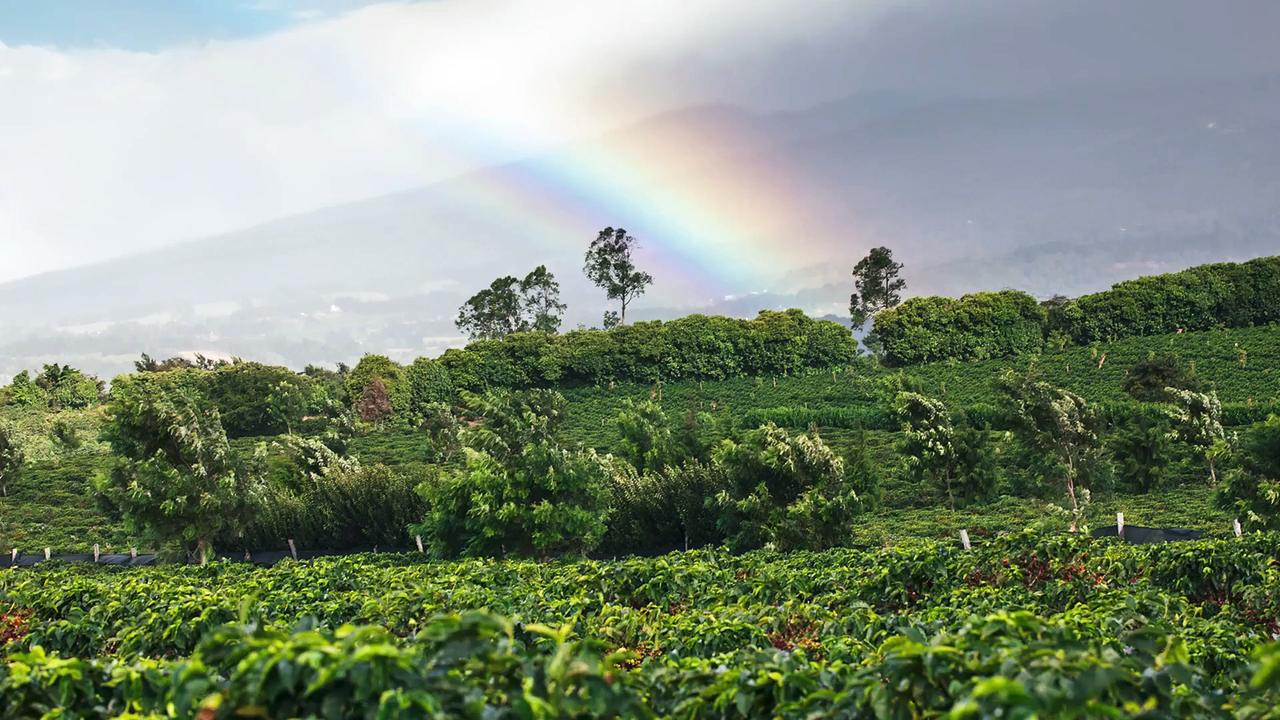 How Starbucks Continues to Innovate Craft Coffee [Video]