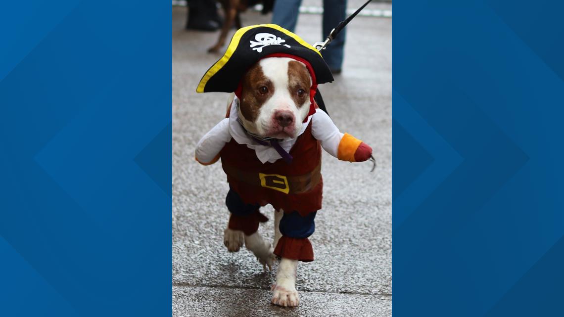 Halloween Pup Strut to take place on Allen Street [Video]