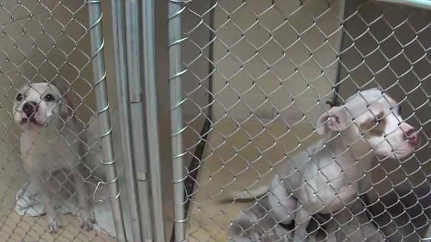 Milwaukee animal shelter in crisis, caring for nearly 400 animals [Video]