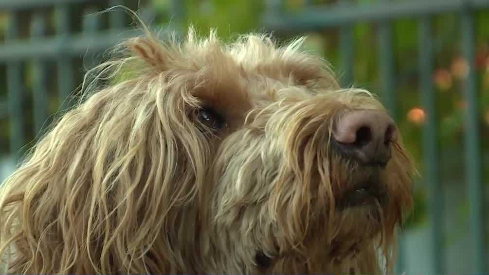 A K-9 first response team continues to support families impacted by the Lewiston mass shooting [Video]