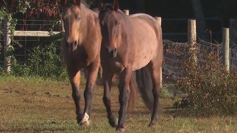 Red Dog Farm Animal Rescue Network in Stokesdale takes in farm animals from western North Carolina [Video]