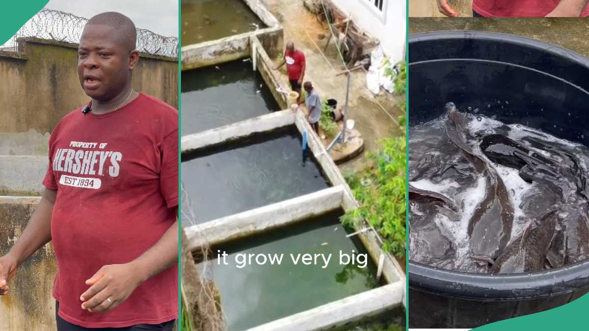 Fish Farmer Who Started With Only 100 Fingerlings Makes it Big, Expands His Business [Video]