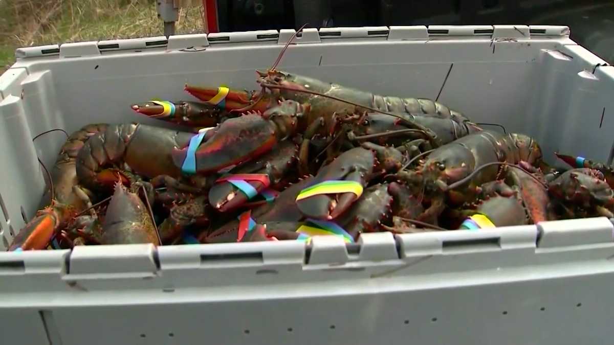 Plan for stricter lobster fishing rules delayed amid decline in babies [Video]