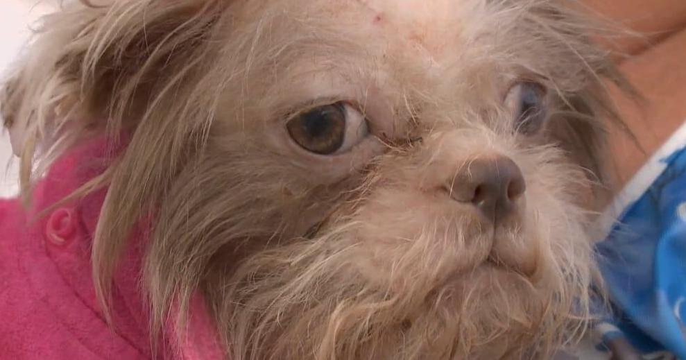 44 dogs removed from hoarding situation Burton continue recovering | Video