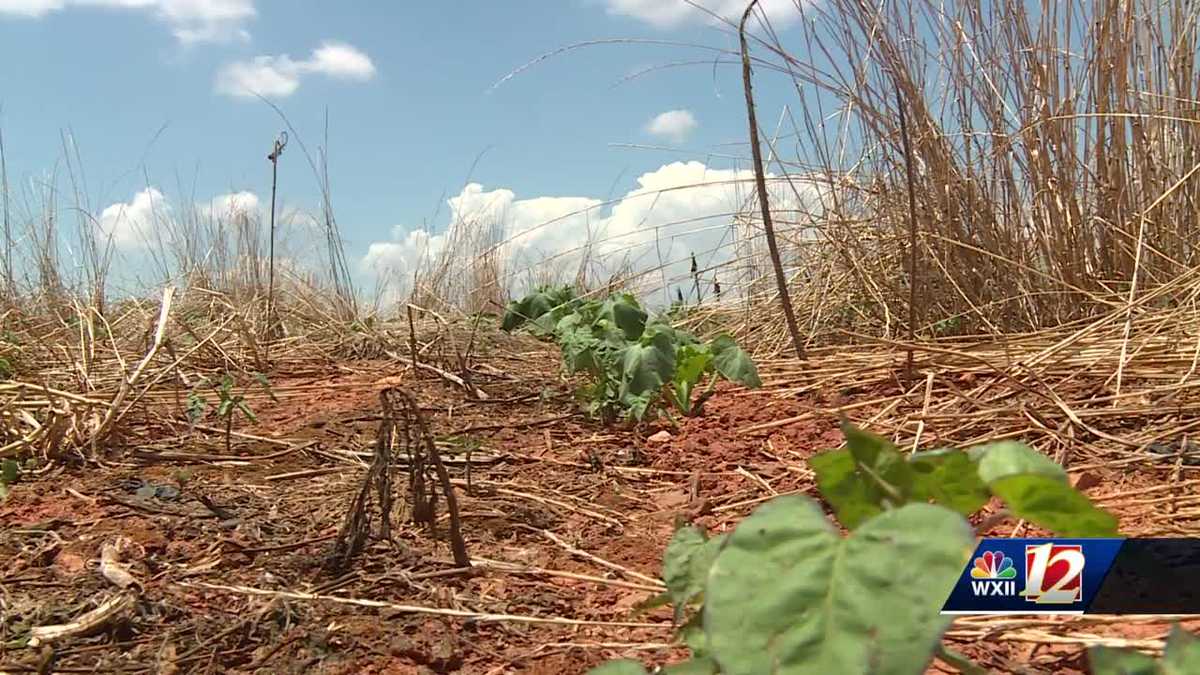 Meet the Forsyth Co. Soil & Water Conservation District Supervisor candidates [Video]