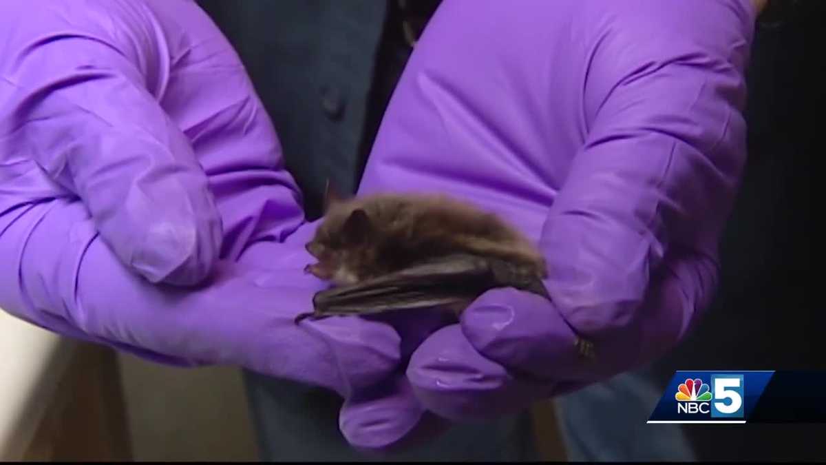 What is a bat house? Experts push habitat preservation for Bat Week [Video]